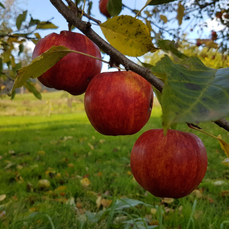 3 red apples on an apple tree